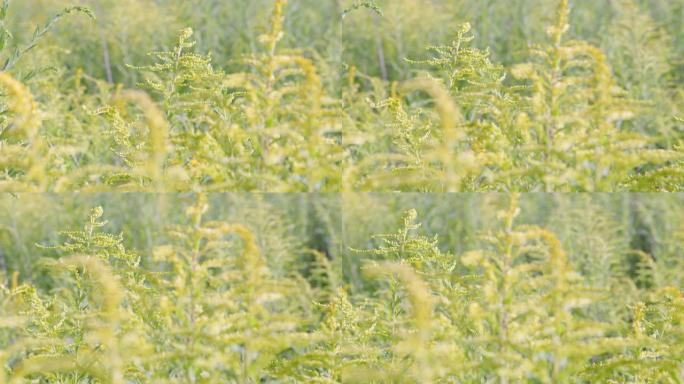 生长在田地上的黄色植物加拿大一枝黄花，背景。