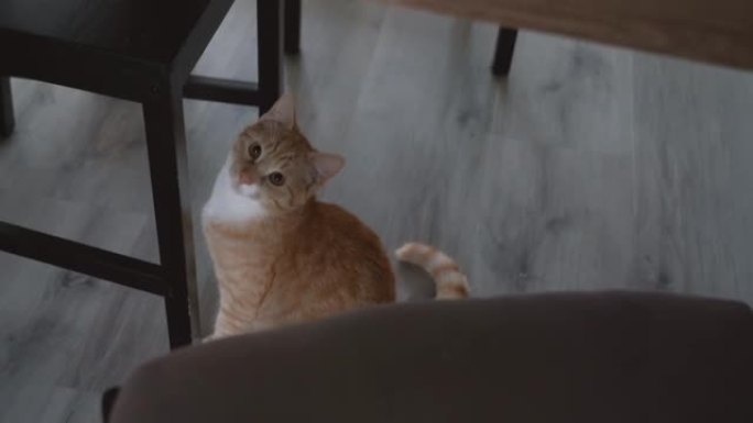 坐在椅子上的红色小猫。在公寓周围追踪小猫。玩和跳。长发姜小猫在家玩耍。可爱的有趣的家庭宠物。4k视频