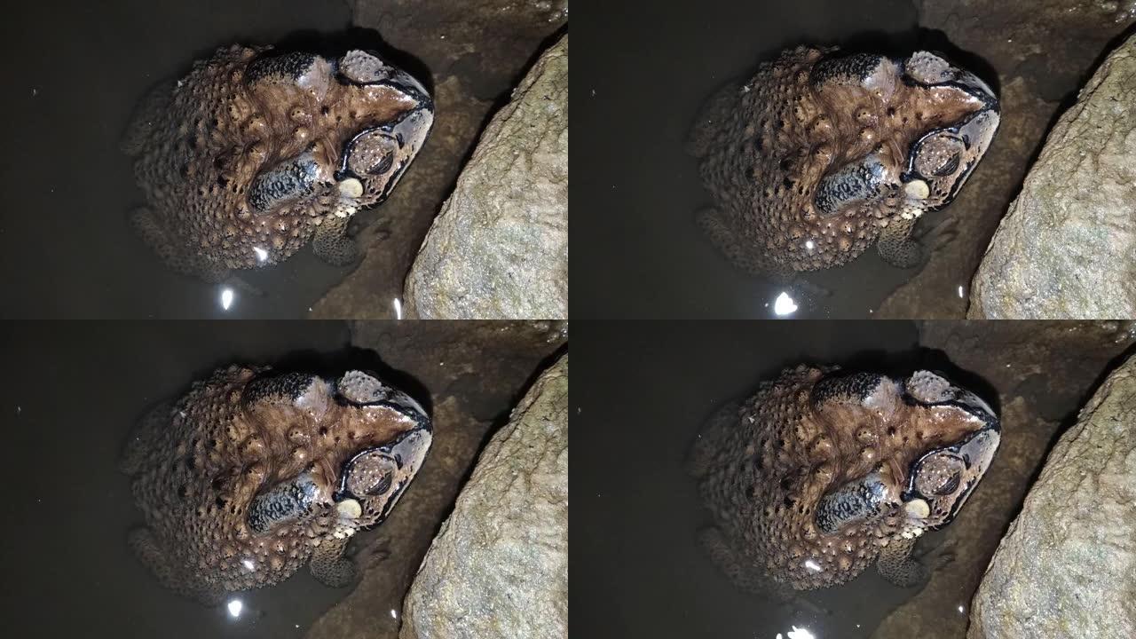 水中的蟾蜍