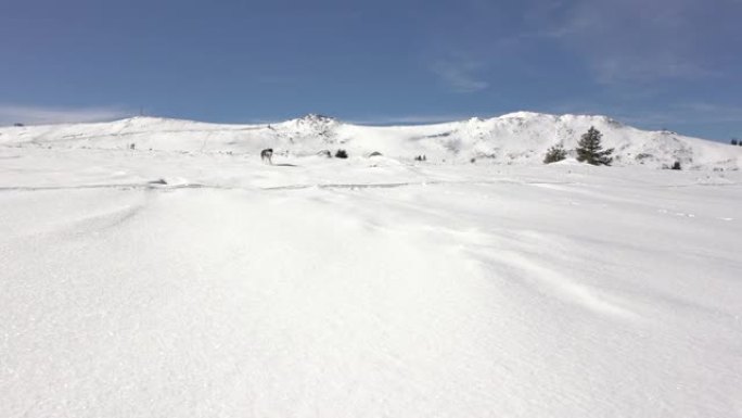 狗在山上的雪地里奔跑