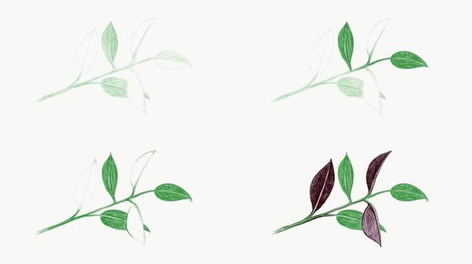 弹性榕树或橡胶植物的插图片段