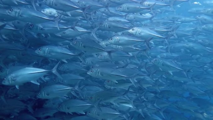 鱼群海鱼蓝色海馆