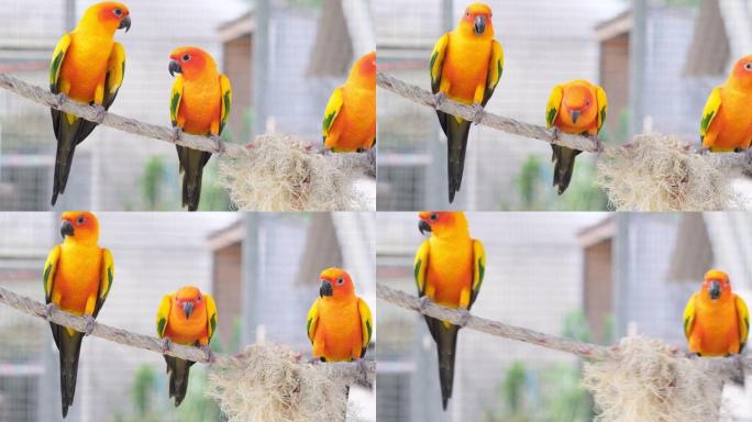 与两只五颜六色的爱鸟一起鸣叫后，一只五颜六色的爱鸟从绳子上飞来