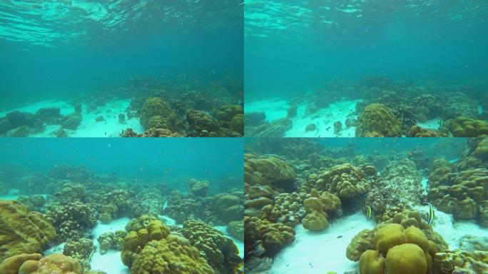 安达曼海的三角旗珊瑚鱼
