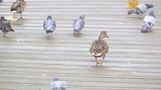 鸭子和鸽子走路