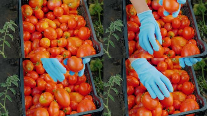 农民收获西红柿，将成熟的浆果放在盒子里