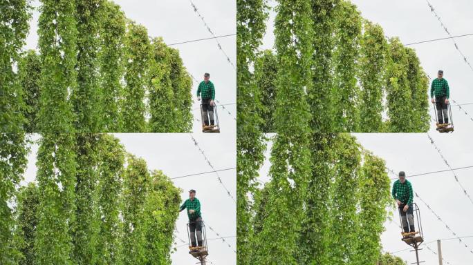 种植园工人站在乌鸦的巢桅杆上，用落到漏斗拖车上的成熟啤酒花锥切开茎