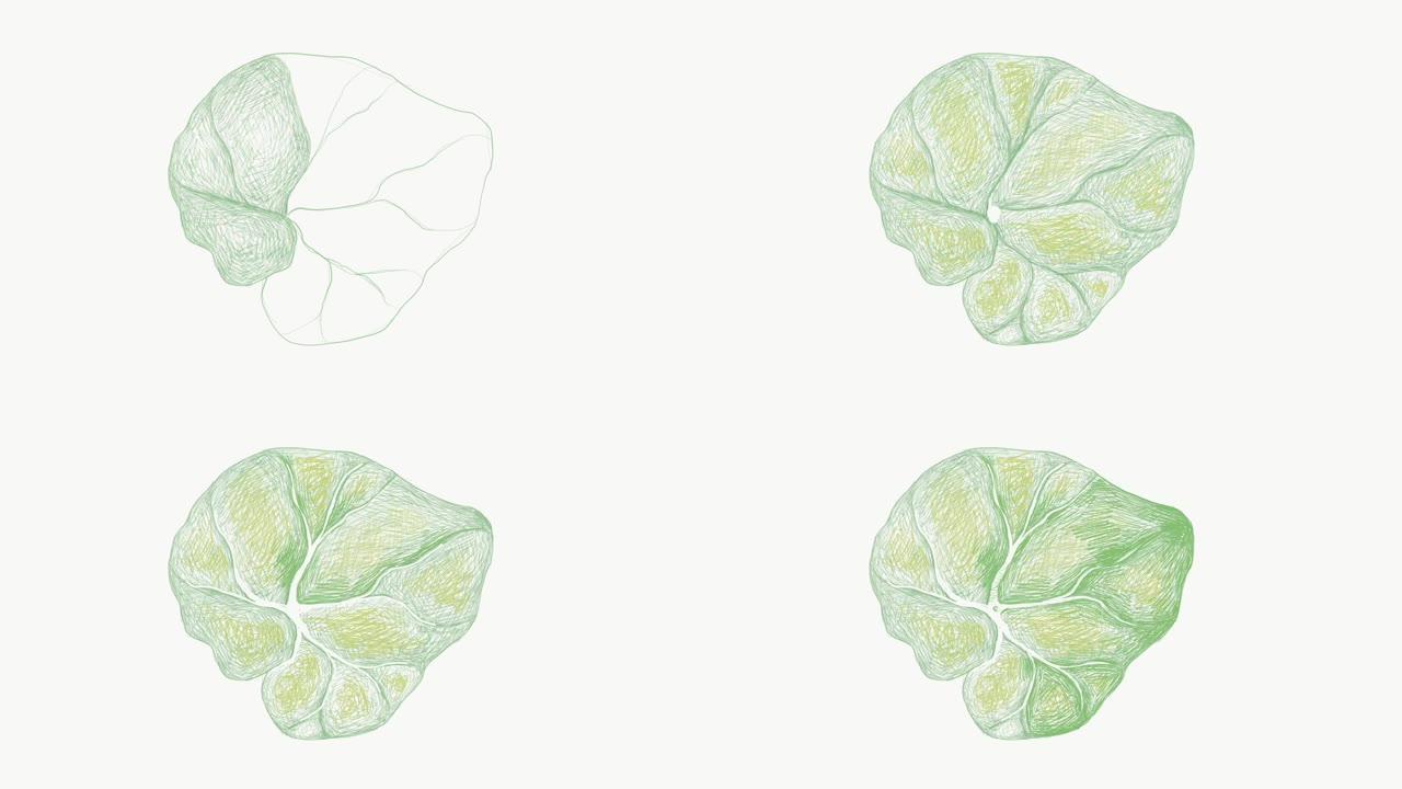 白色背景上新鲜绿色秋海棠叶子的插图素材