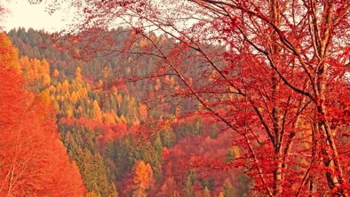 高树与红色的干燥叶子对抗秋天的森林