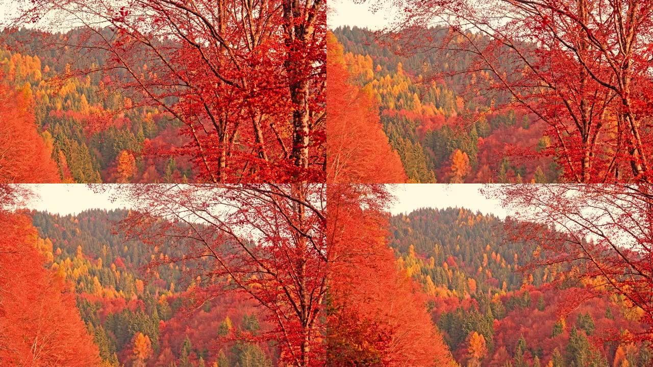 高树与红色的干燥叶子对抗秋天的森林