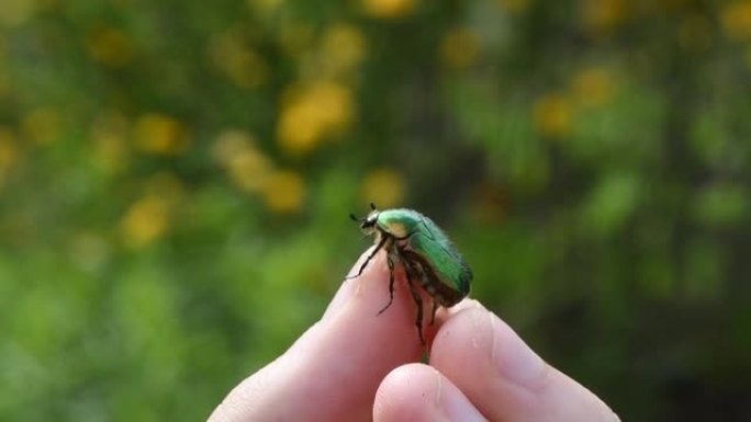 Cetonia aurata从一只名为玫瑰金龟子或绿色玫瑰金龟子的人手中起飞，是一种甲虫，具有金属结