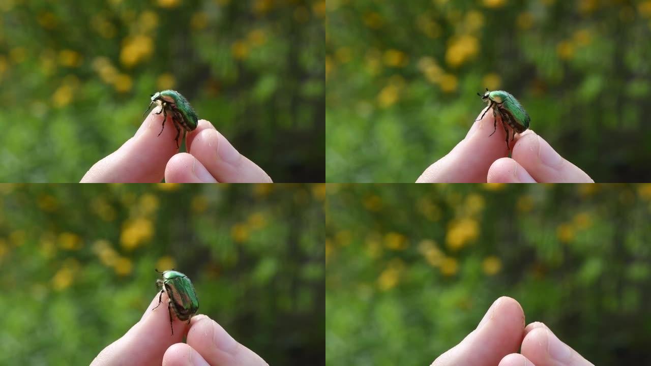 Cetonia aurata从一只名为玫瑰金龟子或绿色玫瑰金龟子的人手中起飞，是一种甲虫，具有金属结
