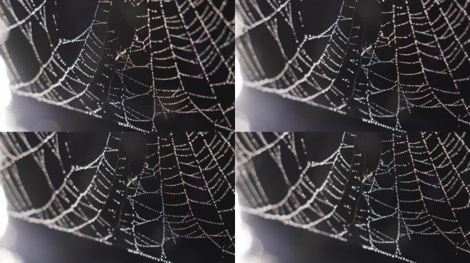 带有露珠特写镜头的蜘蛛网，慢动作