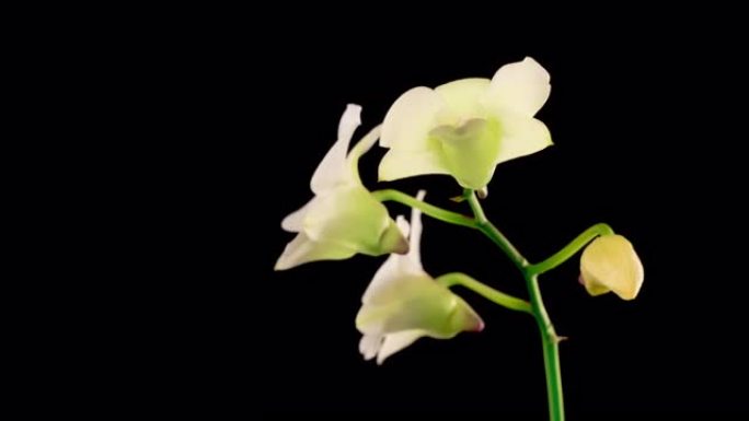 盛开的白色兰花石斛花