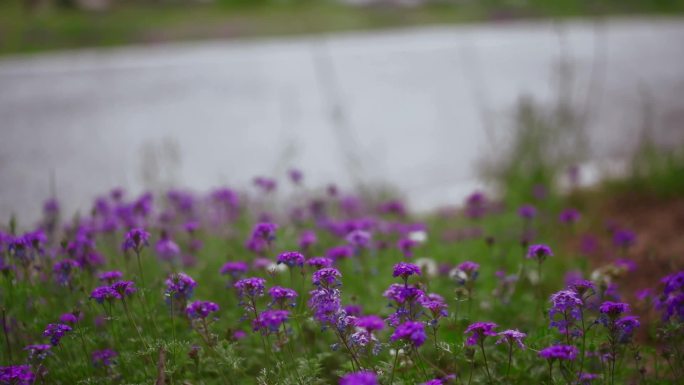 河边小紫花