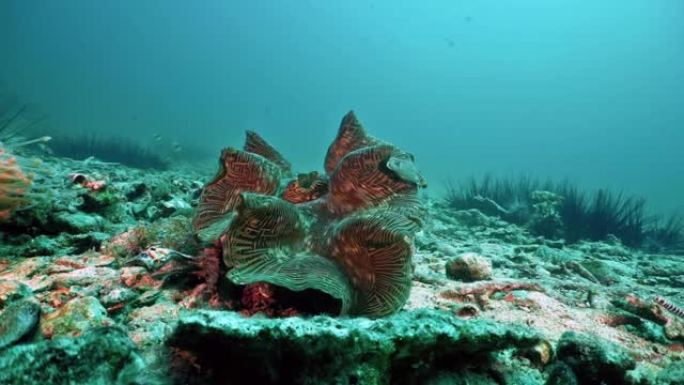 泰国海底的巨型蛤lam