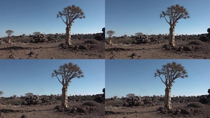 非洲沙漠中的芦荟树。