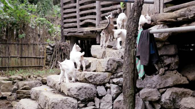山区农民院里养羊，种植猕猴桃，小羊羔