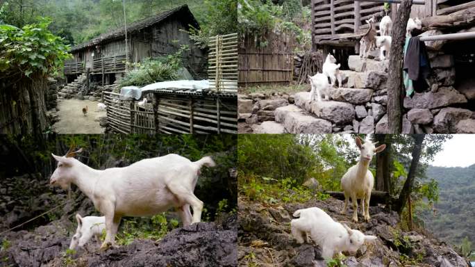 山区农民院里养羊，种植猕猴桃，小羊羔