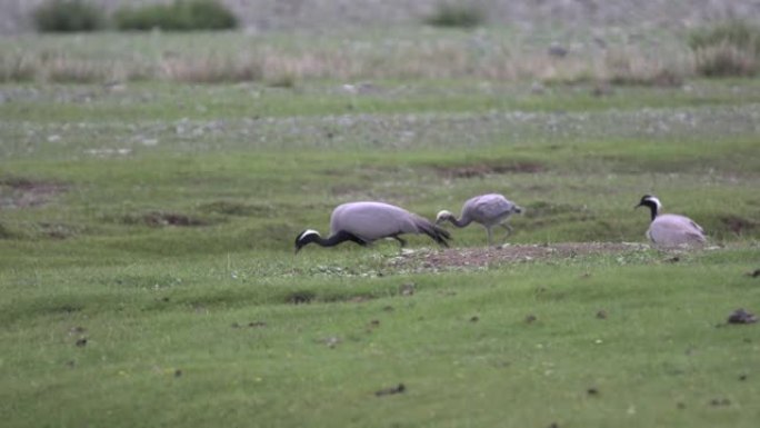 灰鹤鸟在绿色的草地上吃昆虫