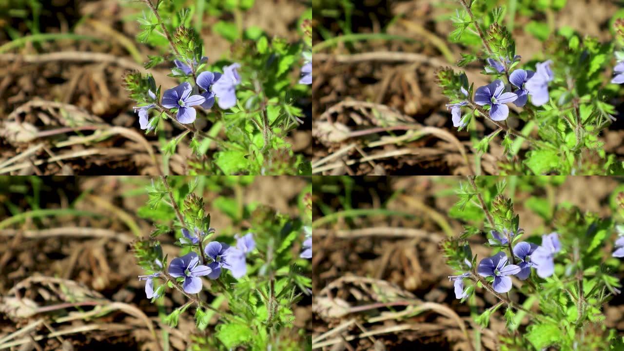春天的蓝色花朵绽放，野生植物学特写
