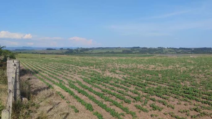 大豆种植在一线，背景是蓝天