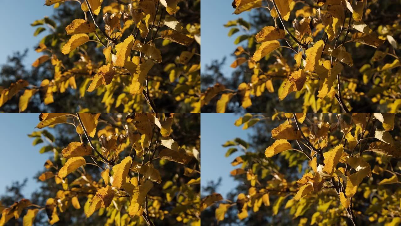 在阳光明媚的秋天，树上的黄色叶子在风中摇曳。金秋
