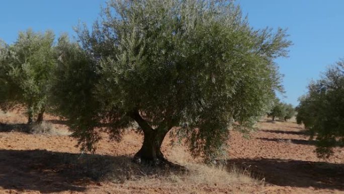 西班牙马德里橄榄地的橄榄树