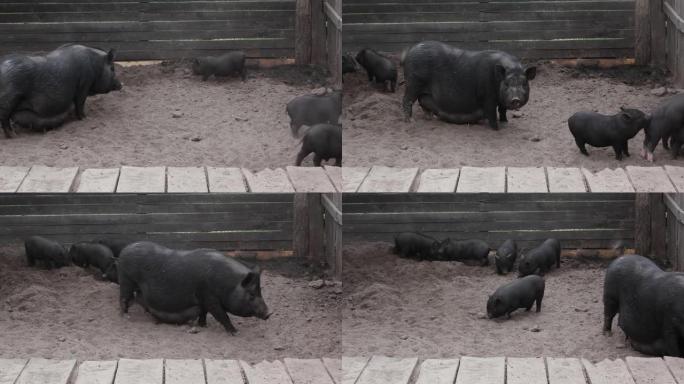 越南小猪在一只大母猪的包围下玩耍