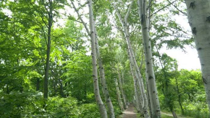 白桦树林立，日本北海道。