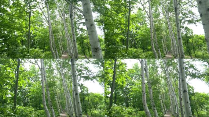 白桦树林立，日本北海道。