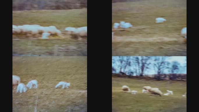 英国1970，放牧绵羊
