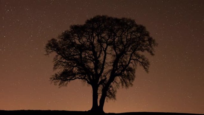 英国多塞特郡夜间孤独的英国橡树