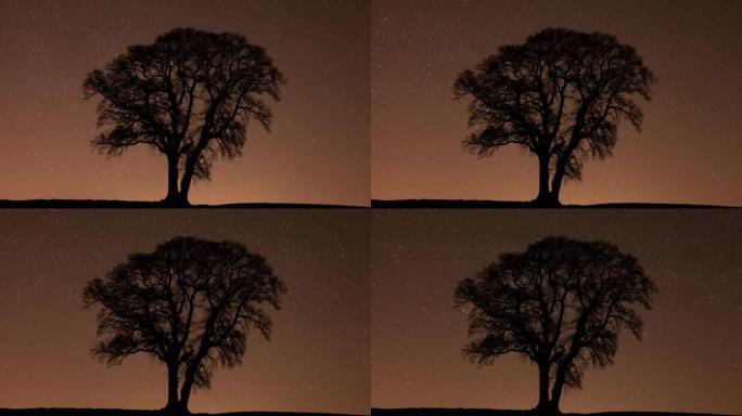 英国多塞特郡夜间孤独的英国橡树