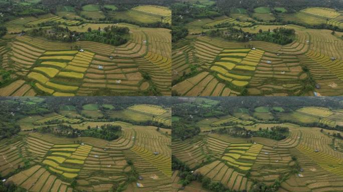 鸟瞰稻田梯田全景山坡与水稻种植在山上股票视频