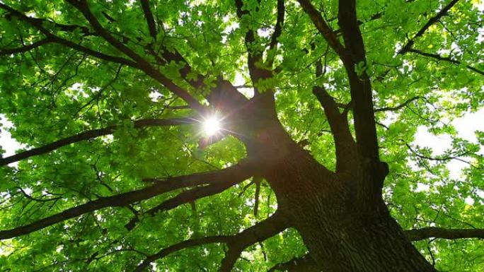 早晨在森林里。太阳的光线穿过树木