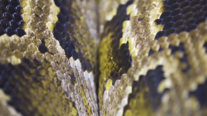 仔细观察蟒蛇的黄色和黑色鳞片