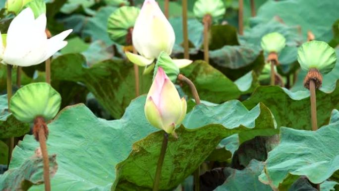 莲子在莲花里。莲花有一片大叶。