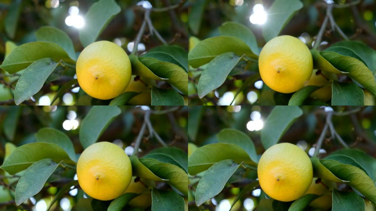 地中海气候中的柠檬花园。独自坐在幸运柠檬模糊的背景中