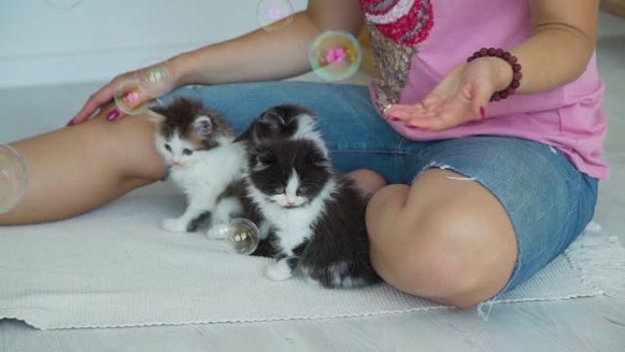 一群小猫在室内观看肥皂泡
