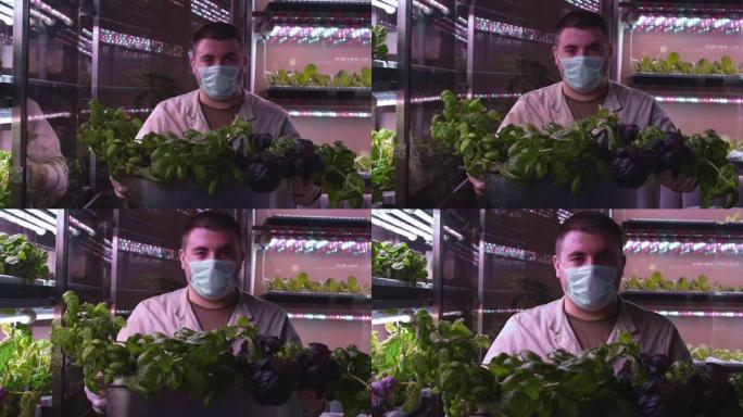 一个人在垂直温室里拿着沙拉。一个农民从垂直水培农场收获。在国内种植有机非转基因产品。蔬菜实验室。农业