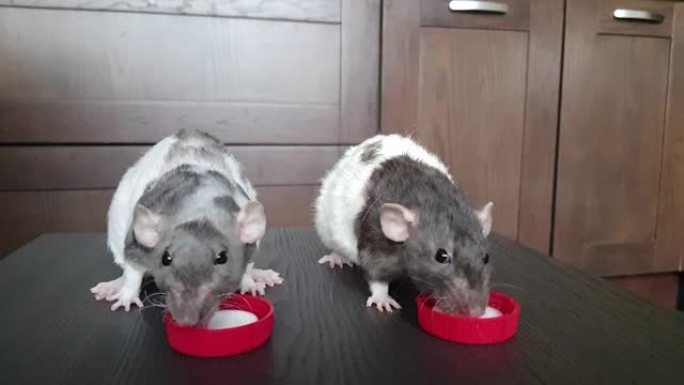 两只国产白灰宠物鼠吃酸奶特写饥饿的小搞笑鼠吃酸奶油蓬松可爱的Dzhungar老鼠。