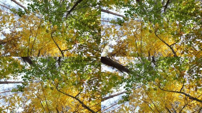 树木茂密的绿色叶子的自下而上的视图。在秋天的森林自然中，通过高大的树干树叶移动相机仰视天空。美丽的秋