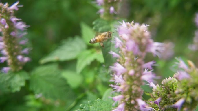 自然界昆虫蜜蜂授粉采蜜合辑