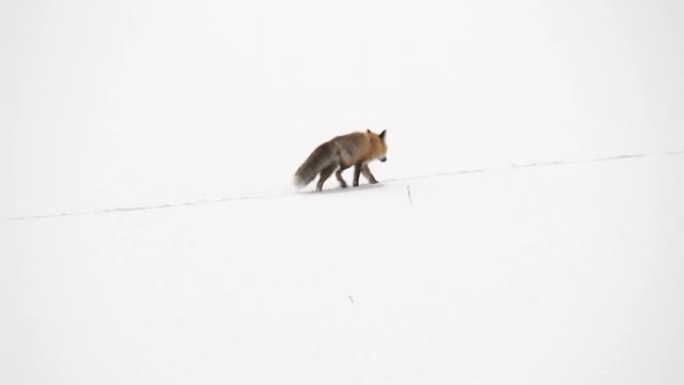 追踪黄石公园冬季雪地上行走的红狐狸的照片