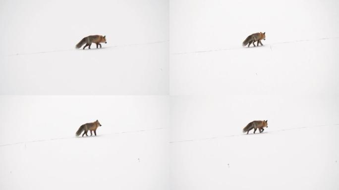 追踪黄石公园冬季雪地上行走的红狐狸的照片
