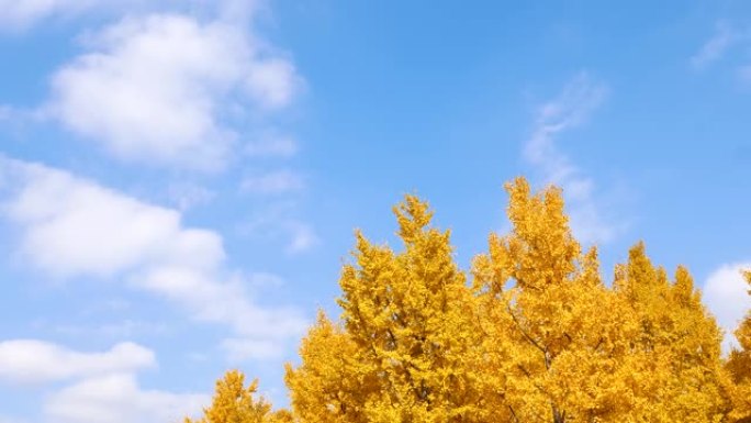 秋日银杏树的鲜黄色叶子，白云密布，蓝天背景，4k延时镜头。