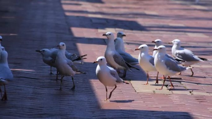悉尼日间掌上城市街道上的海鸥