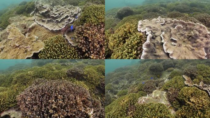 台湾澎湖群岛的彩色硬珊瑚礁