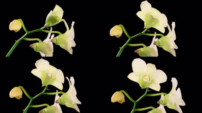 盛开的白色兰花石斛花